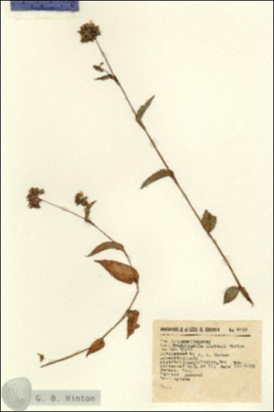 URN_catalog_HBHinton_herbarium_8648.jpg.jpg