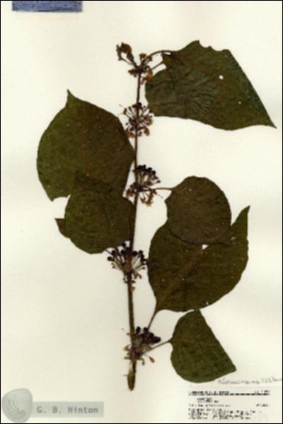 URN_catalog_HBHinton_herbarium_21239.jpg.jpg