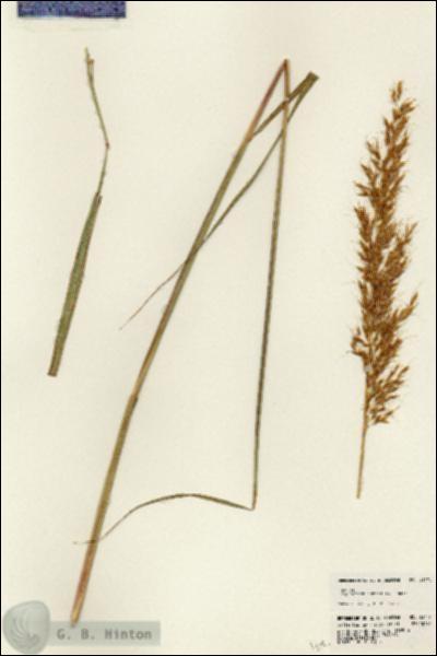 URN_catalog_HBHinton_herbarium_23771.jpg.jpg