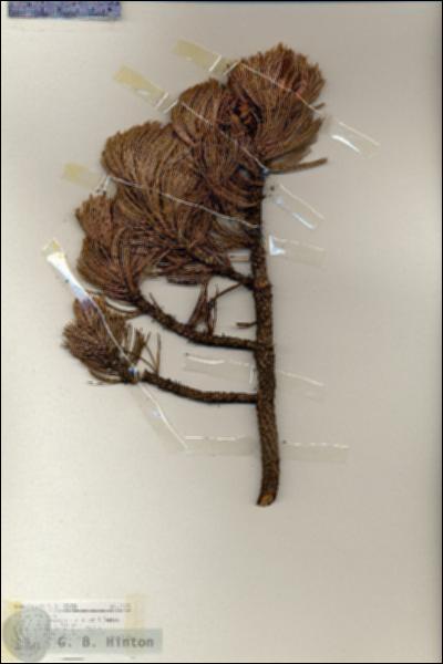 URN_catalog_HBHinton_herbarium_17275.jpg.jpg