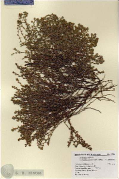 URN_catalog_HBHinton_herbarium_17321.jpg.jpg