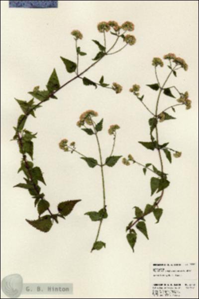 URN_catalog_HBHinton_herbarium_23782.jpg.jpg