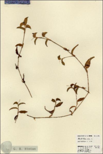 URN_catalog_HBHinton_herbarium_23485.jpg.jpg