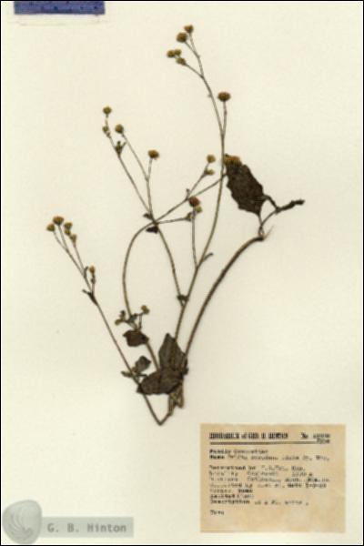 URN_catalog_HBHinton_herbarium_12884.jpg.jpg
