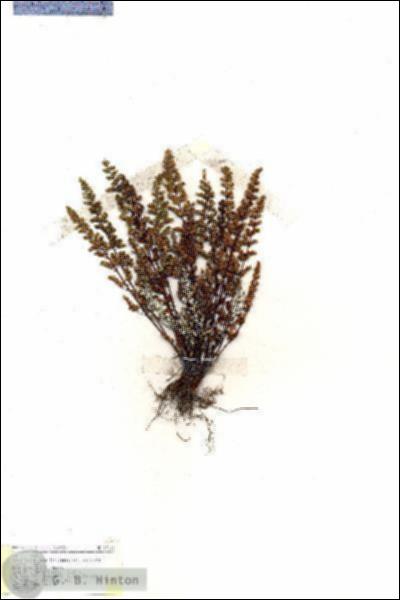 URN_catalog_HBHinton_herbarium_19101.jpg.jpg