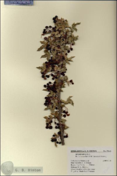 URN_catalog_HBHinton_herbarium_27641.jpg.jpg