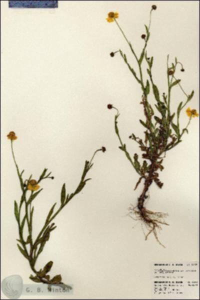 URN_catalog_HBHinton_herbarium_24172.jpg.jpg