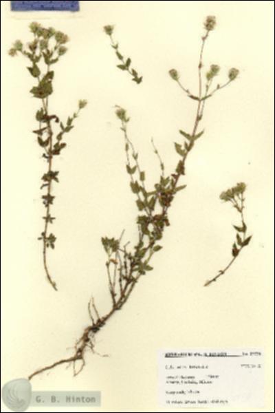 URN_catalog_HBHinton_herbarium_27770.jpg.jpg