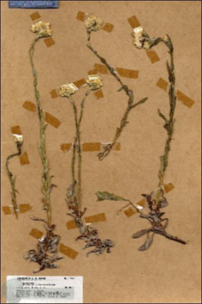 URN_catalog_HBHinton_herbarium_17917.jpg.jpg