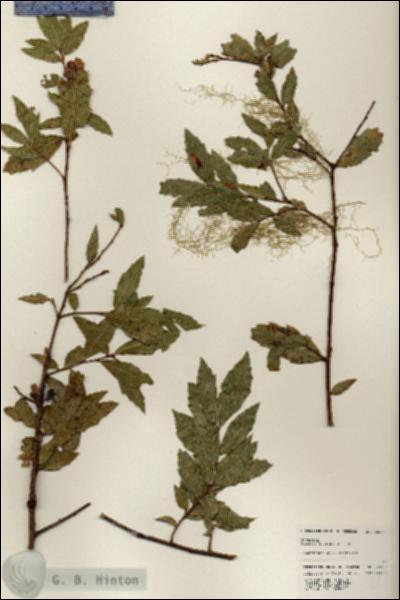 URN_catalog_HBHinton_herbarium_25207.jpg.jpg