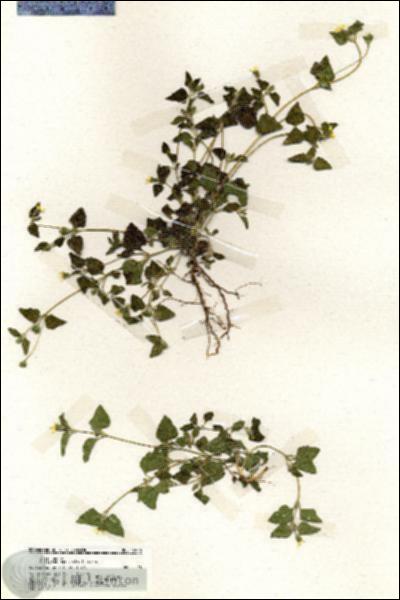URN_catalog_HBHinton_herbarium_19946.jpg.jpg