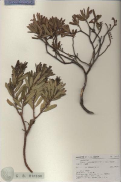 URN_catalog_HBHinton_herbarium_18217.jpg.jpg