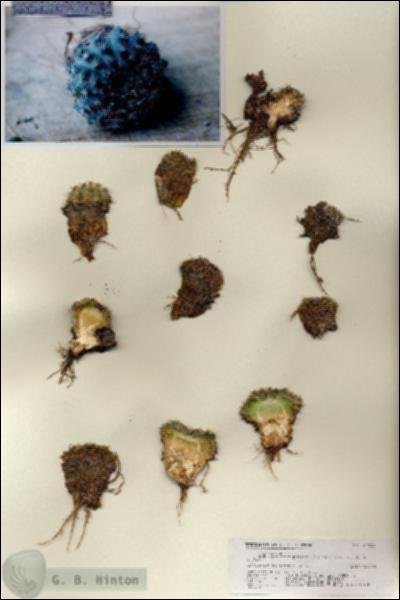 URN_catalog_HBHinton_herbarium_27126.jpg.jpg