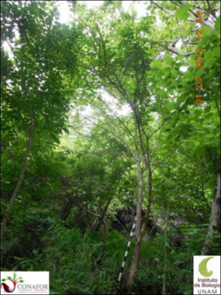 77267_S1_ARC_20130701_004_001.jpg.jpg