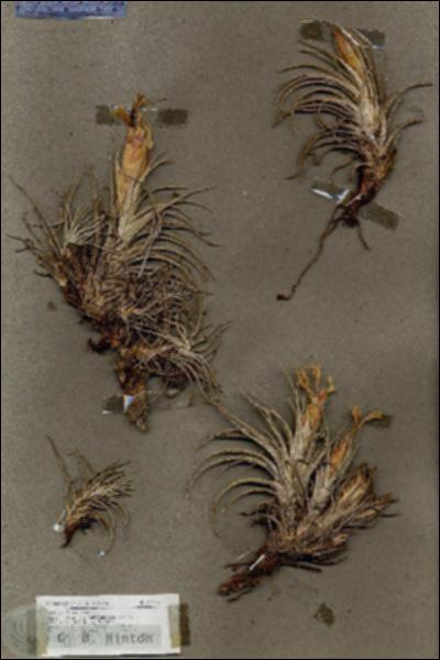 URN_catalog_HBHinton_herbarium_17773.jpg.jpg