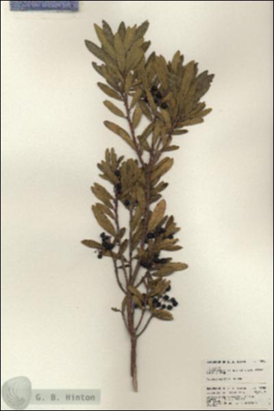 URN_catalog_HBHinton_herbarium_23955.jpg.jpg