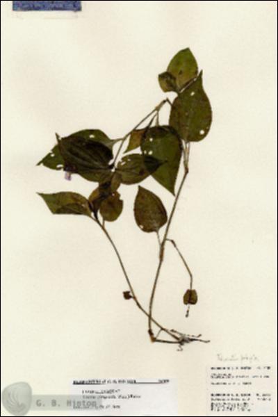 URN_catalog_HBHinton_herbarium_24109.jpg.jpg