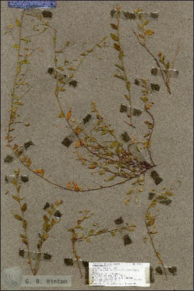 URN_catalog_HBHinton_herbarium_17672.jpg.jpg