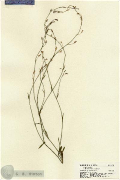 URN_catalog_HBHinton_herbarium_22161.jpg.jpg