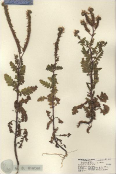 URN_catalog_HBHinton_herbarium_22314.jpg.jpg