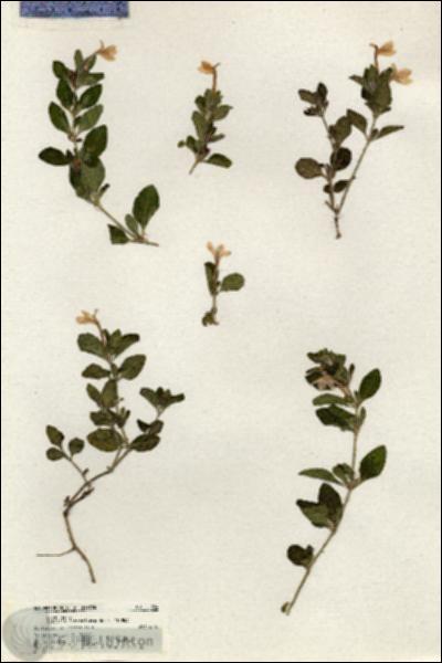 URN_catalog_HBHinton_herbarium_20354.jpg.jpg