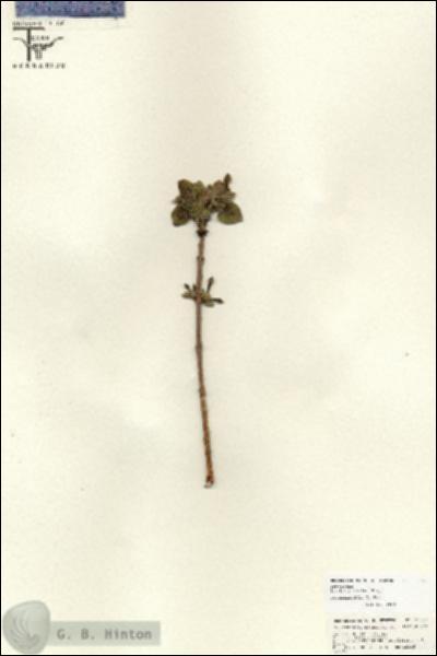 URN_catalog_HBHinton_herbarium_25747.jpg.jpg