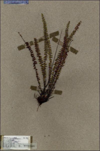 URN_catalog_HBHinton_herbarium_19060.jpg.jpg