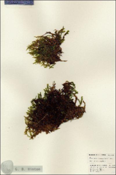 URN_catalog_HBHinton_herbarium_24687.jpg.jpg