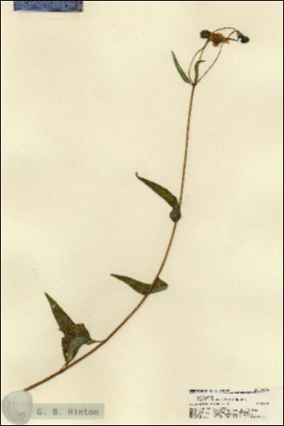 URN_catalog_HBHinton_herbarium_21594.jpg.jpg