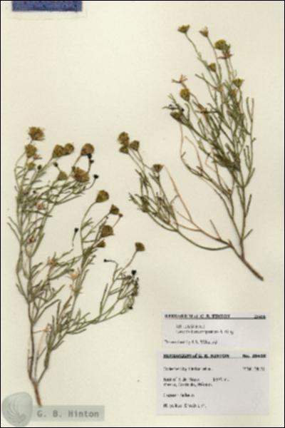 URN_catalog_HBHinton_herbarium_28458.jpg.jpg
