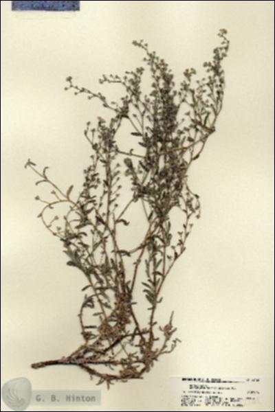 URN_catalog_HBHinton_herbarium_22162.jpg.jpg
