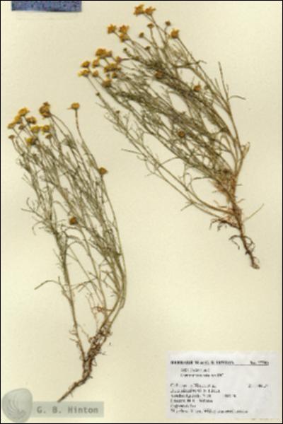 URN_catalog_HBHinton_herbarium_27583.jpg.jpg