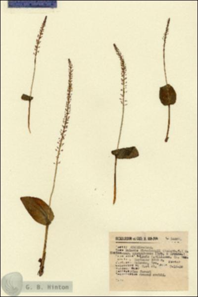URN_catalog_HBHinton_herbarium_14467.jpg.jpg