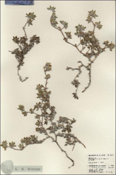 URN_catalog_HBHinton_herbarium_23560.jpg.jpg
