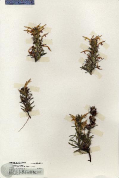 URN_catalog_HBHinton_herbarium_20119.jpg.jpg