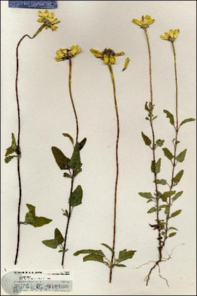 URN_catalog_HBHinton_herbarium_20710.jpg.jpg