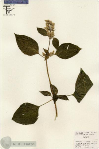URN_catalog_HBHinton_herbarium_26368.jpg.jpg