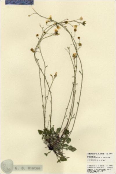 URN_catalog_HBHinton_herbarium_22770.jpg.jpg