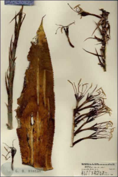 URN_catalog_HBHinton_herbarium_22280.jpg.jpg