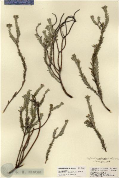 URN_catalog_HBHinton_herbarium_21861.jpg.jpg
