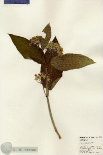URN_catalog_HBHinton_herbarium_24301.jpg.jpg