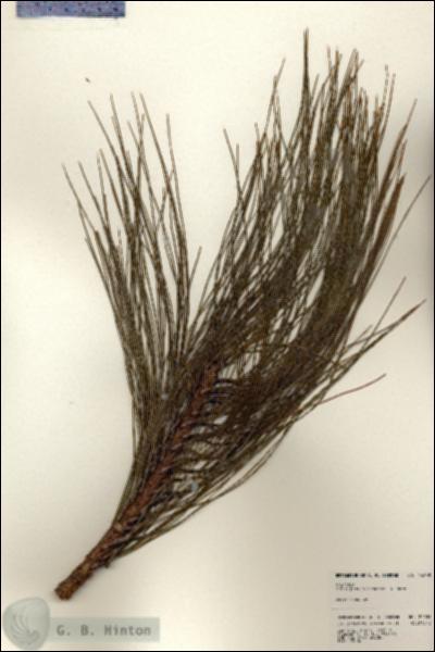 URN_catalog_HBHinton_herbarium_24038.jpg.jpg