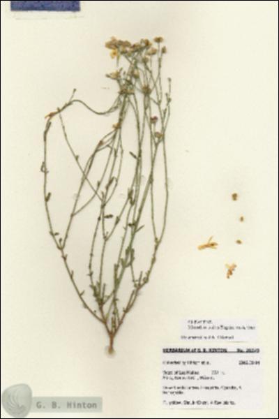 URN_catalog_HBHinton_herbarium_28373.jpg.jpg