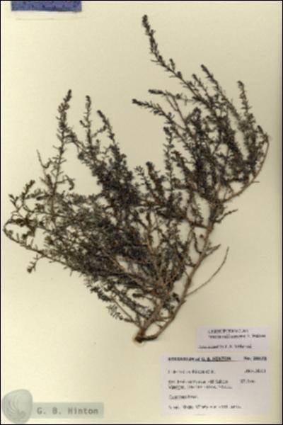 URN_catalog_HBHinton_herbarium_28678.jpg.jpg