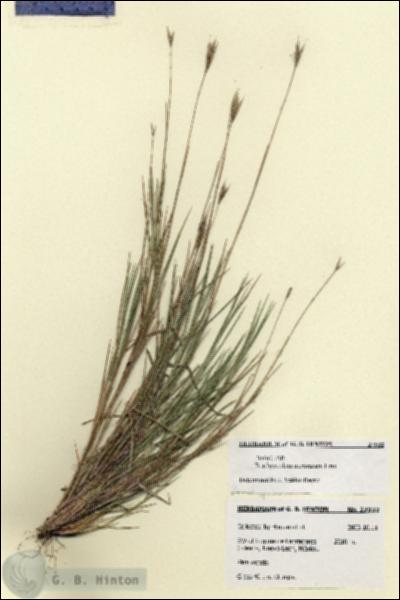 URN_catalog_HBHinton_herbarium_27932.jpg.jpg