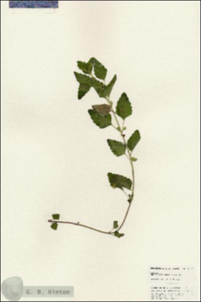 URN_catalog_HBHinton_herbarium_25311.jpg.jpg