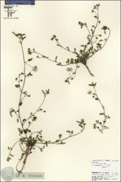 URN_catalog_HBHinton_herbarium_25890.jpg.jpg