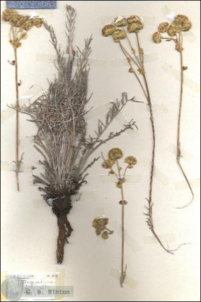 URN_catalog_HBHinton_herbarium_18918.jpg.jpg