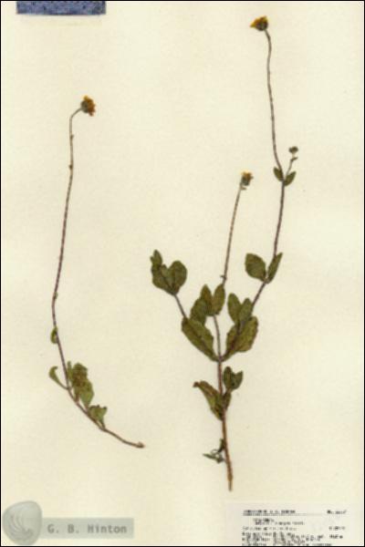 URN_catalog_HBHinton_herbarium_22057.jpg.jpg