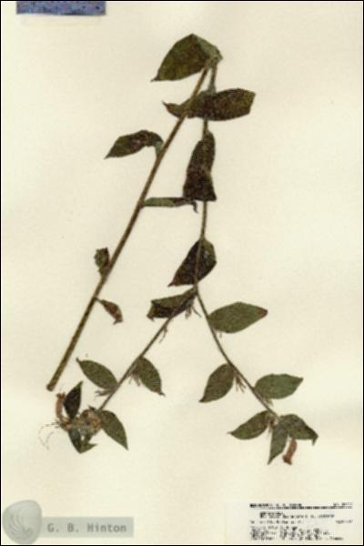 URN_catalog_HBHinton_herbarium_22117.jpg.jpg